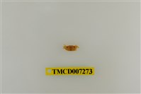 藏品(粗掌開口蟹)的圖片